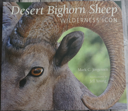 Desert Bighorn Sheep: Wilderness Icon